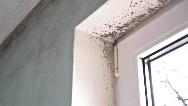 Best Residential Mold Remediation in Ojai, CA