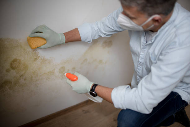 Best Industrial Mold Remediation in Ojai, CA