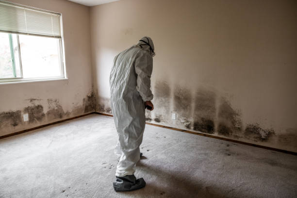 Best White Mold Remediation in Ojai, CA