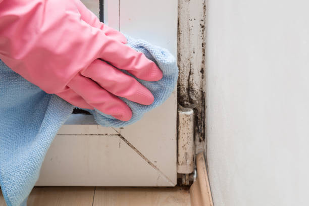 Best Mold Remediation for Specific Building Types in Ojai, CA