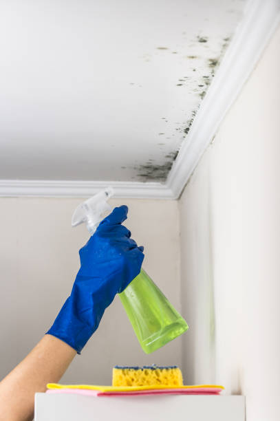 Best Localized Mold Remediation (e.g., coastal areas, humid climates) in Ojai, CA