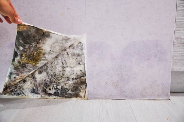 Best Black Mold Remediation in Ojai, CA